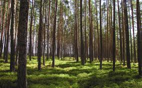 Bosque de Coníferas