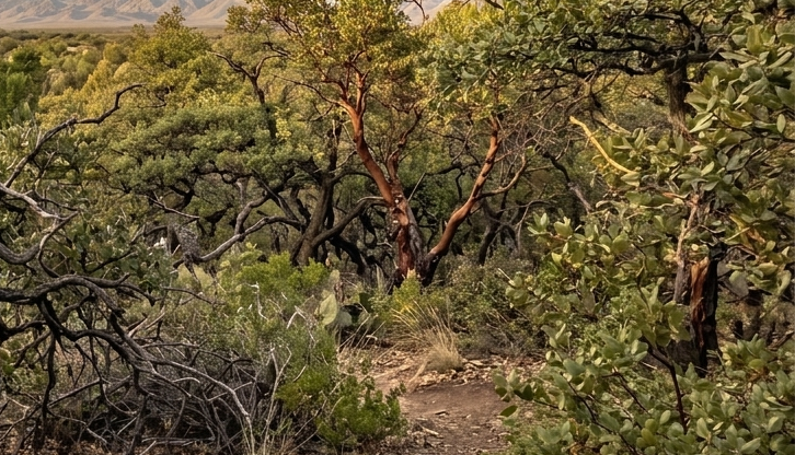 Bosque de Encinos
