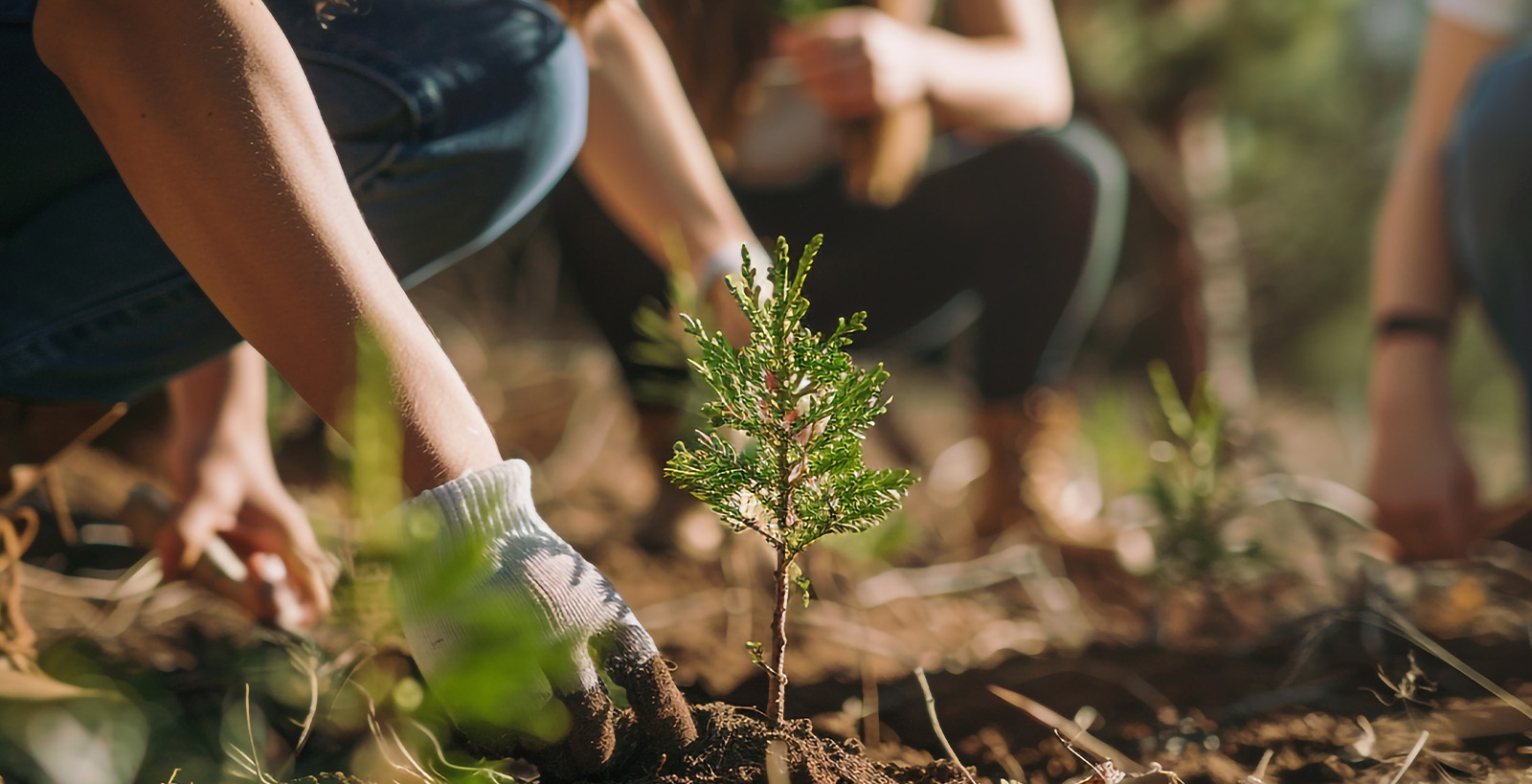 Reforestación y Compensación Ambiental en Monterrey